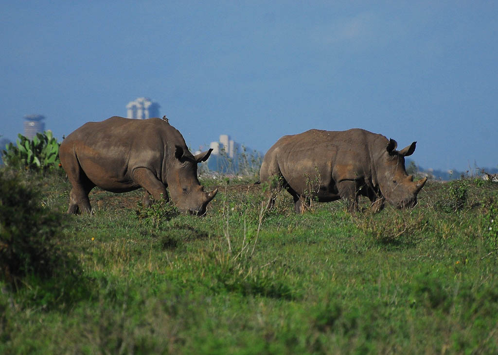 Nairobi National Park Introductory Safari Game Drive Kated